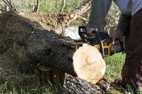 Professional tree company in Wyoming, MN Professional tree company in Wyoming, MN