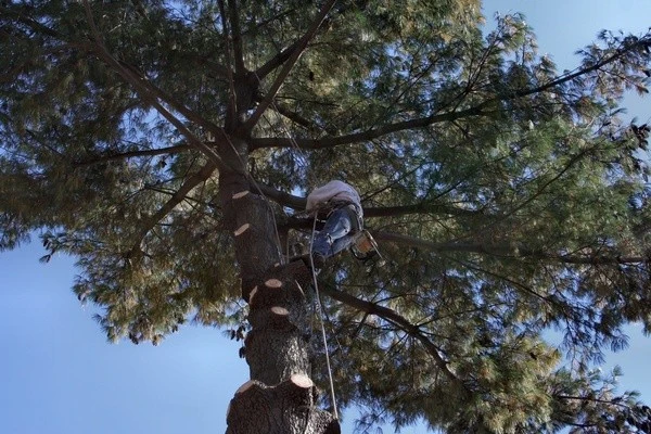 Tree Trimming